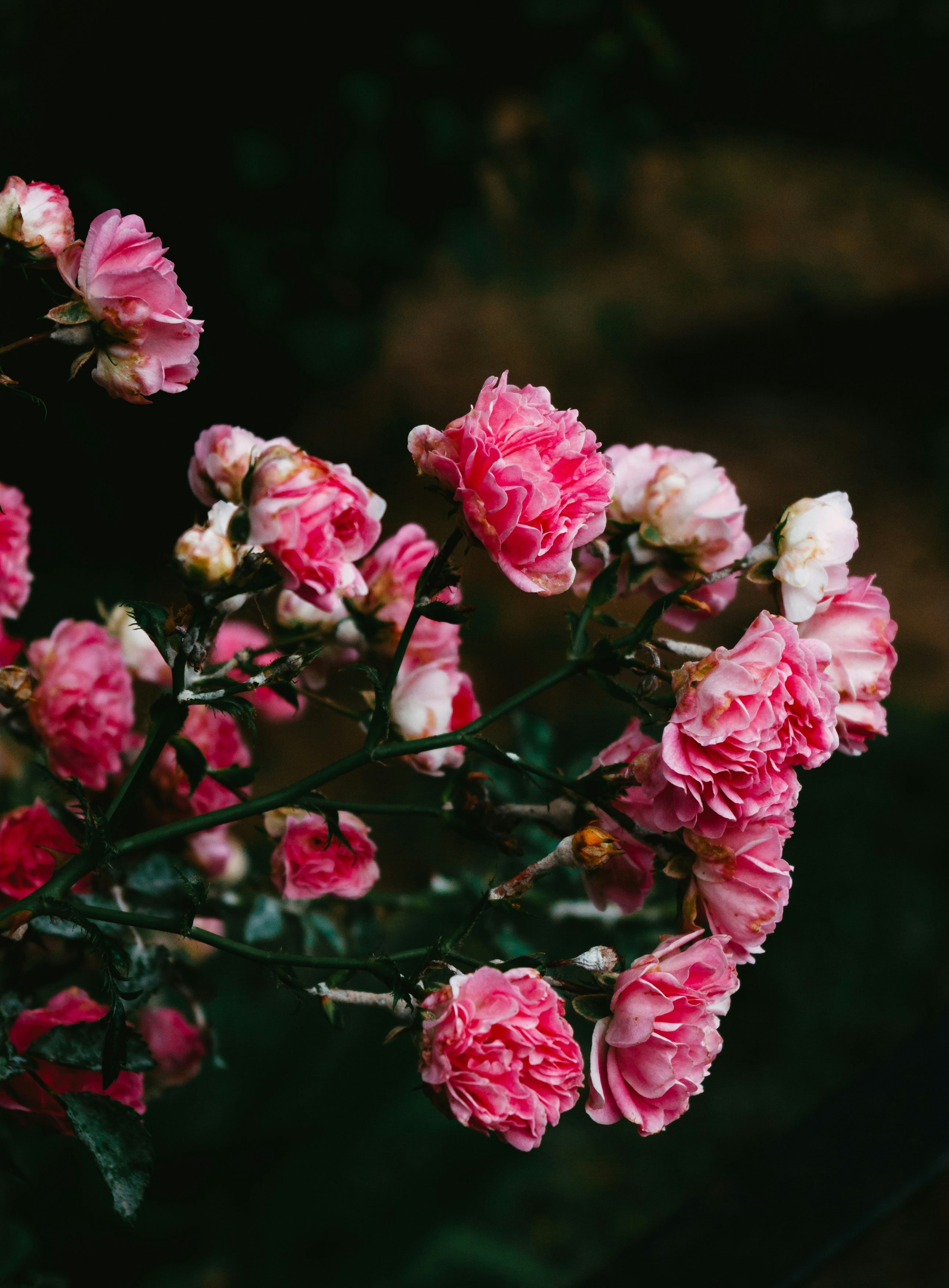 pink flowers in tilt shift lens